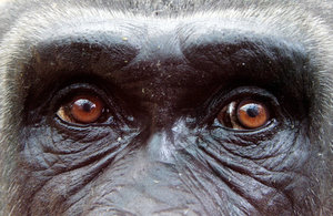 gorilla_zaire_eyes-193499.jpg