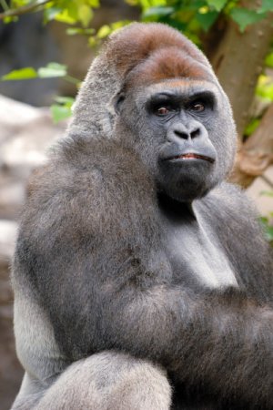 depositphotos_3825272-stock-photo-gorilla-is-posing.jpg